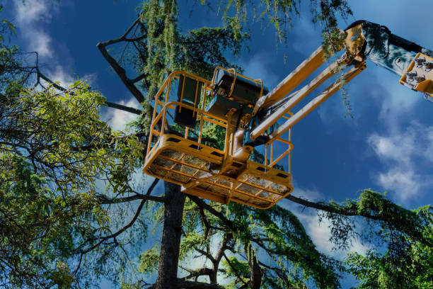  Cocoa West, FL Tree Services Pros