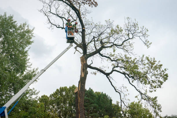 Best Utility Line Clearance  in Cocoa West, FL