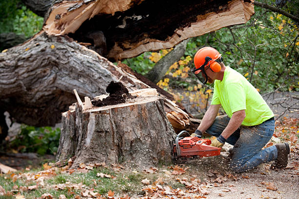 Best Storm Damage Tree Cleanup  in Cocoa West, FL