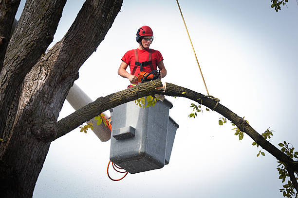 Best Tree Cabling and Bracing  in Cocoa West, FL