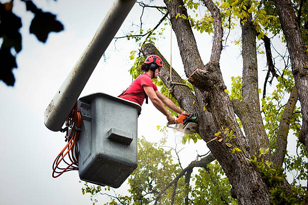 Best Weed Control Services  in Cocoa West, FL