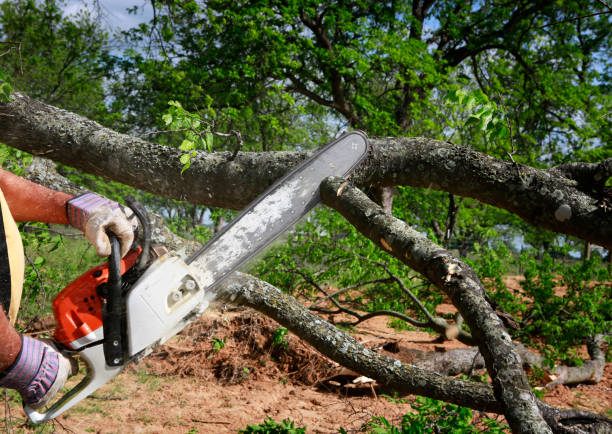 Best Tree Risk Assessment  in Cocoa West, FL